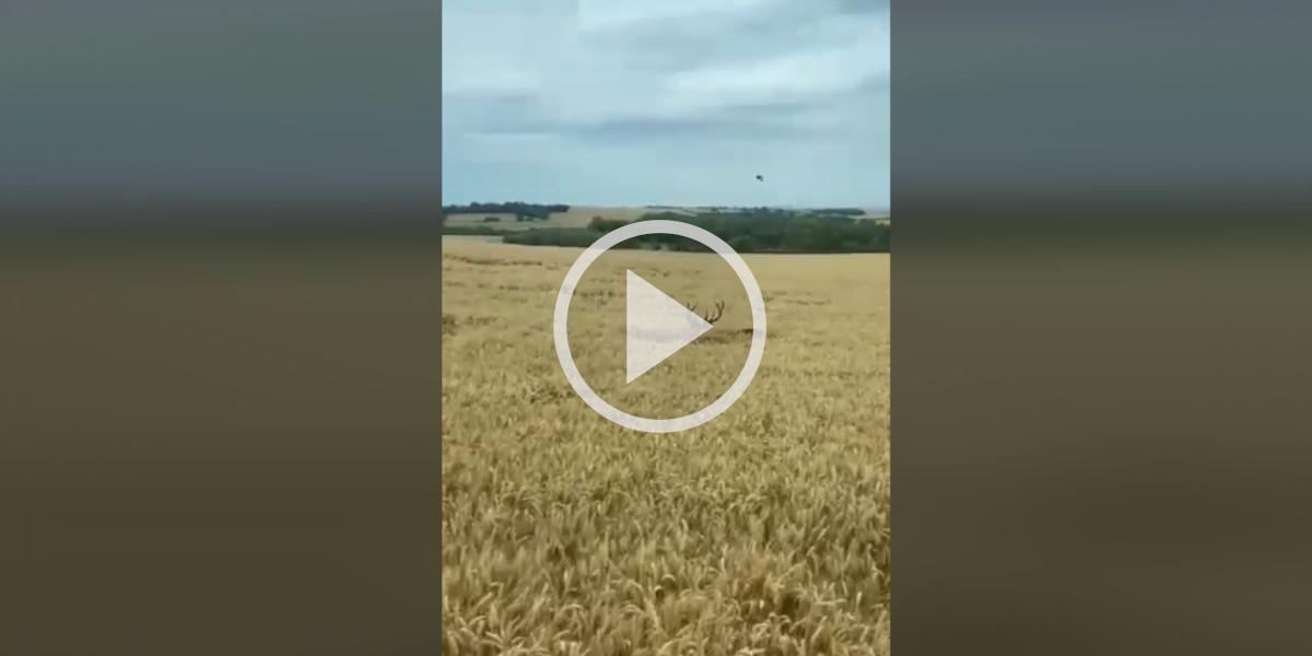 [Vidéo] Un cerf au repos dans un champ prend la fuite à l’approche d’un tracteur