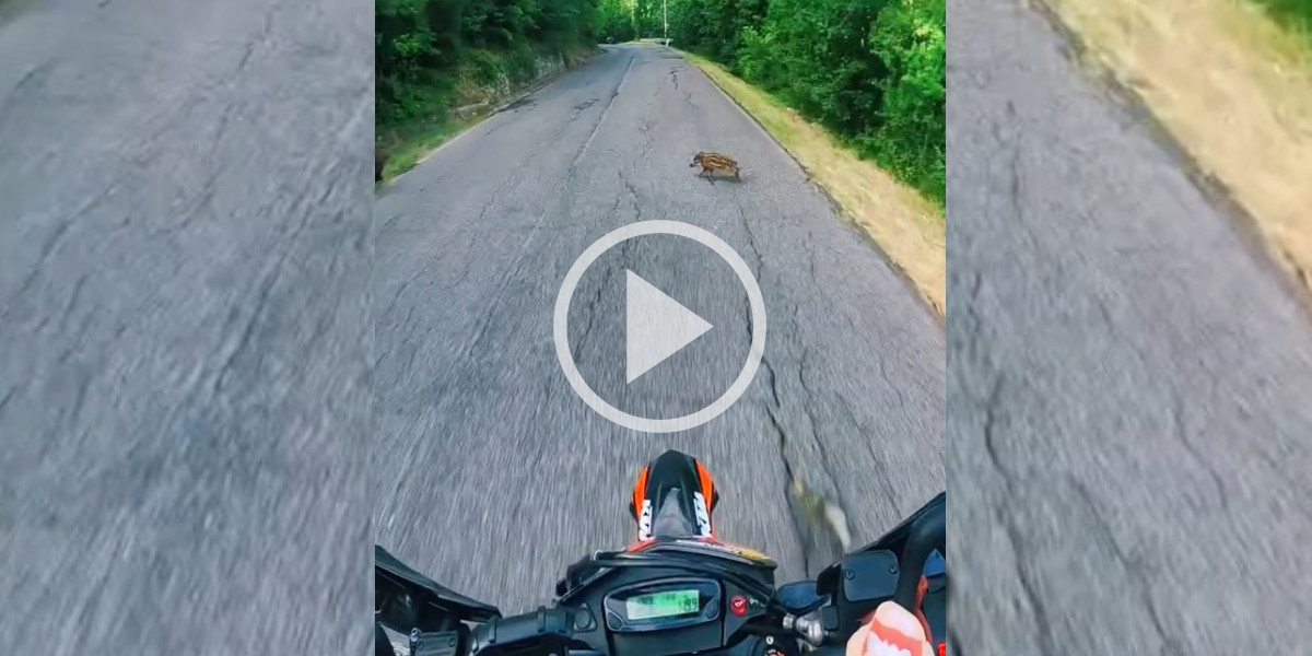 [Vidéo] Un motard évite le pire de justesse lorsqu’un marcassin traverse devant lui