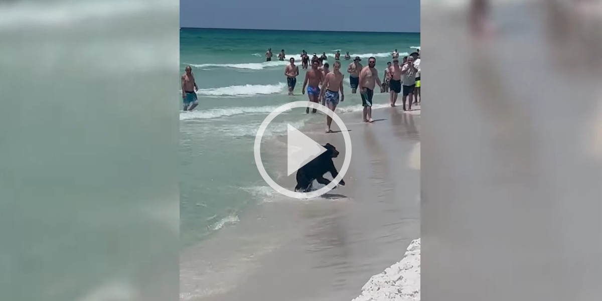[Vidéo] Un petit ours noir débarque sur une plage au milieu des touristes