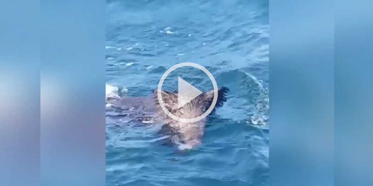[Vidéo] Un pêcheur fait l’étrange rencontre d’un sanglier en pleine mer