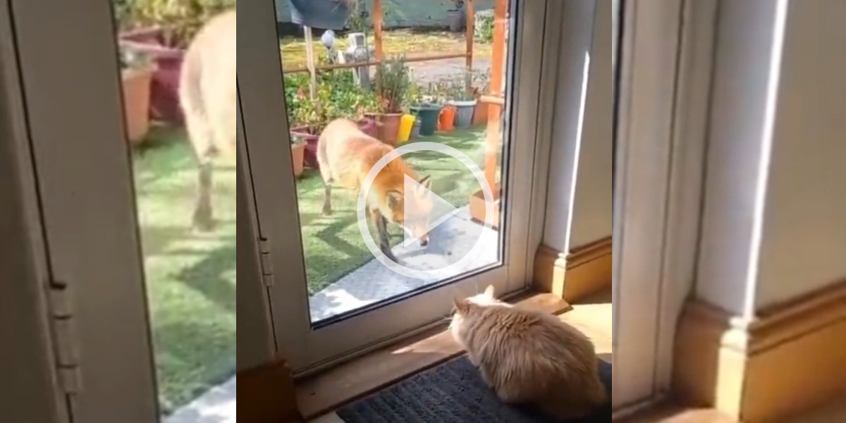 [Vidéo] Un chat surprend un renard qui fait un sacré bond en arrière