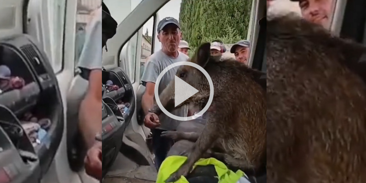 [Vidéo] Un sanglier bien installé dans un camion