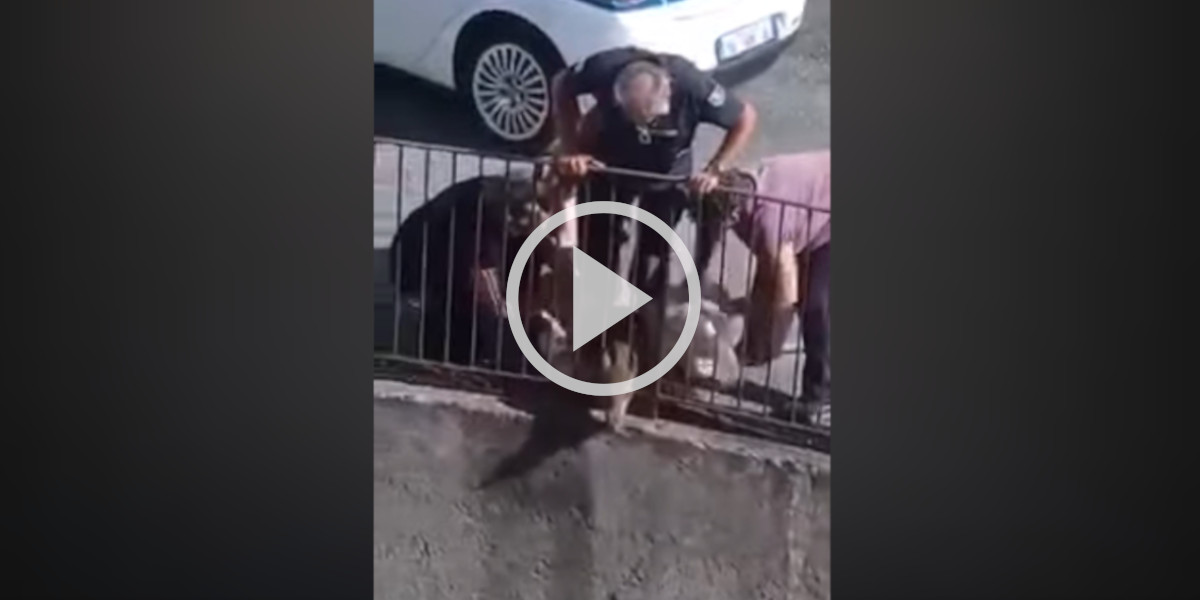 [Vidéo] Un sanglier se coince dans une grille en essayant de fuir la police