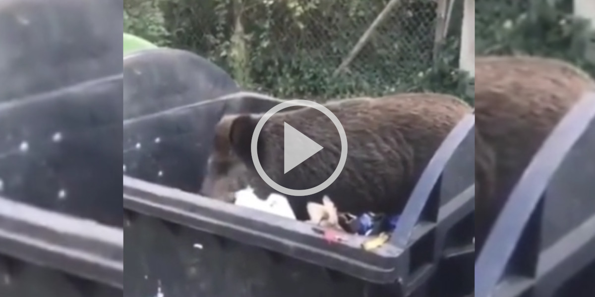 [Vidéo] Un homme découvre un sanglier en plein festin dans une poubelle
