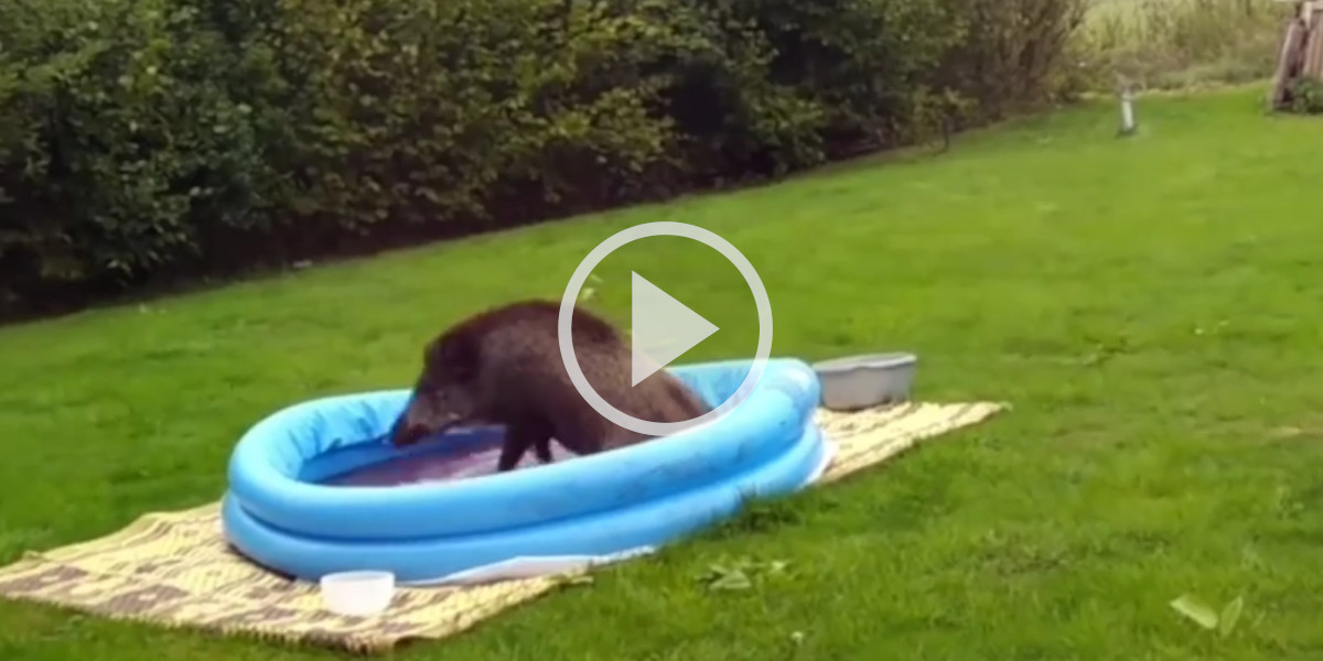 [Vidéo] Accablé par la chaleur, un sanglier s’invite dans une piscine gonflable