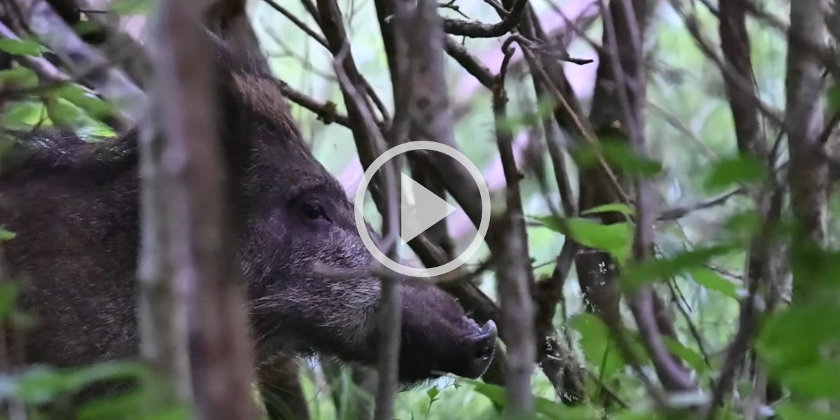 [Vidéo] Un sanglier repère un photographe grâce à son odorat