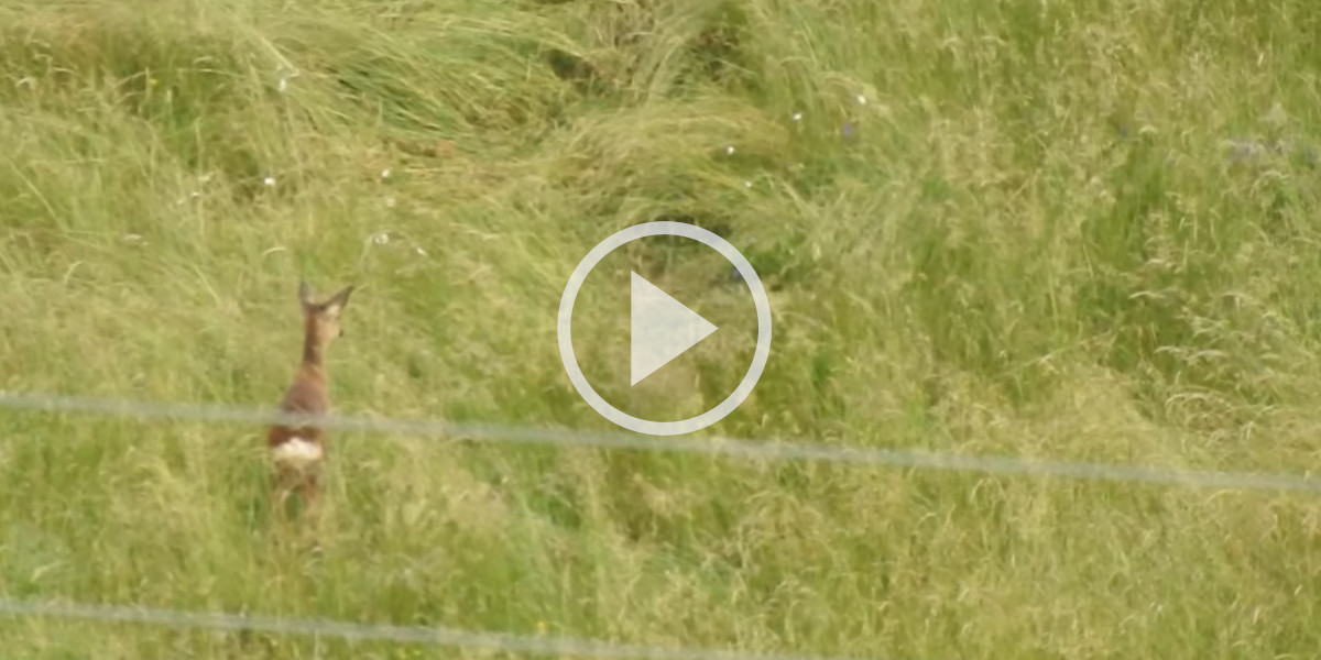 [Vidéo] Le déchirant combat d’une chevrette contre un renard qui s’en prend à son faon