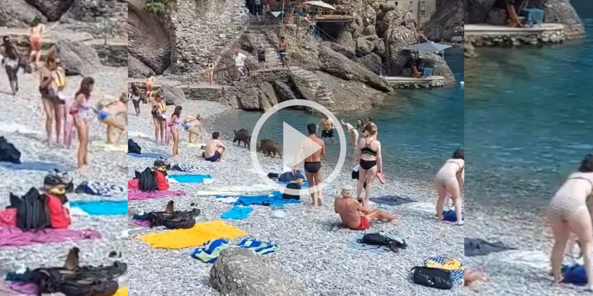 [Vidéo] Une compagnie de sangliers s’incruste parmi les touristes sur une plage de galets