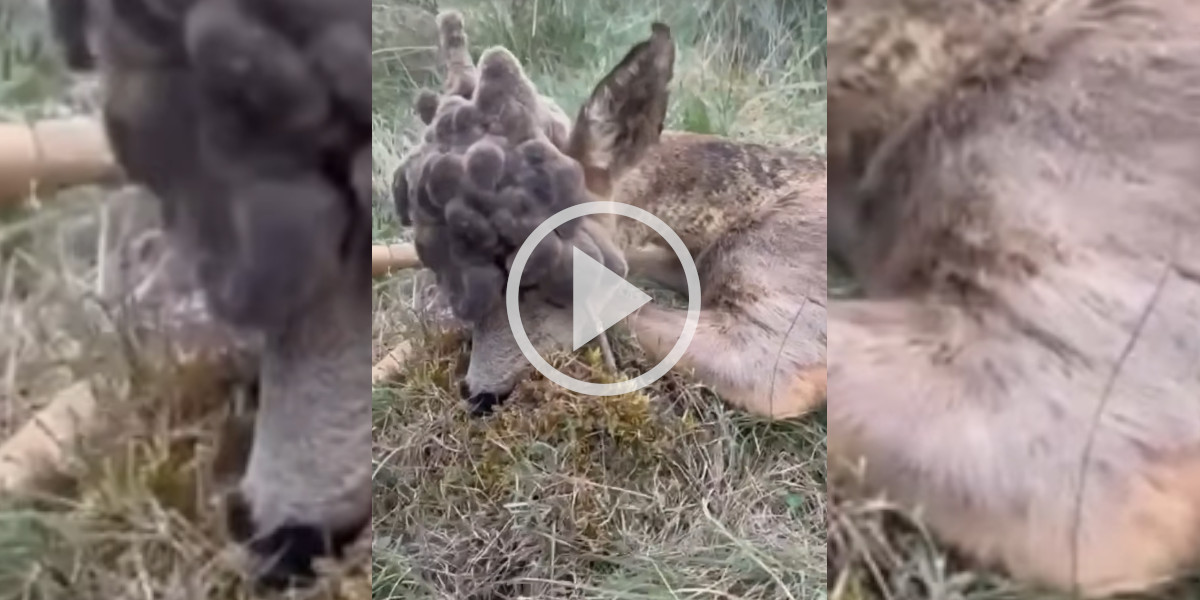 [Vidéo] Insolite : une chevrette avec une perruque impressionnante