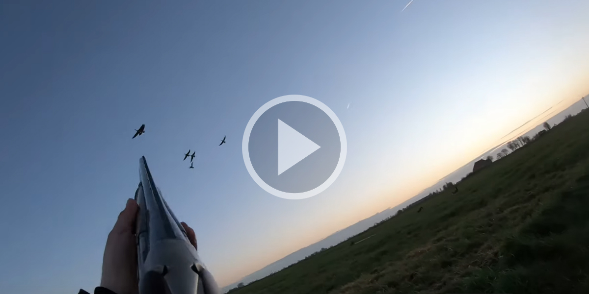 [Vidéo] Une chasse réussie et des oies en nombre dans le ciel