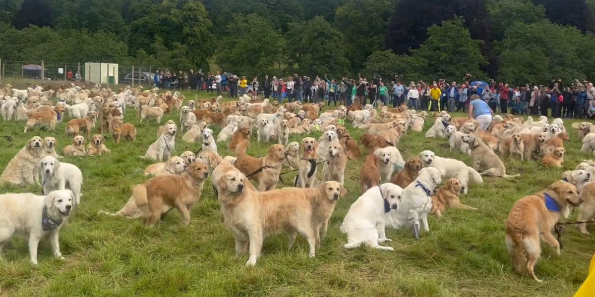 Près de 500 Golden Retrievers se sont rassemblés en Écosse, mais pourquoi?