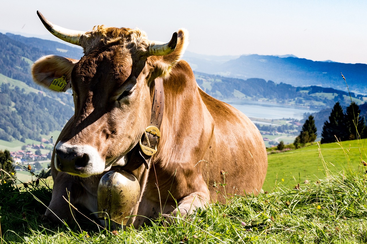 Une vache charge une famille en Ariège