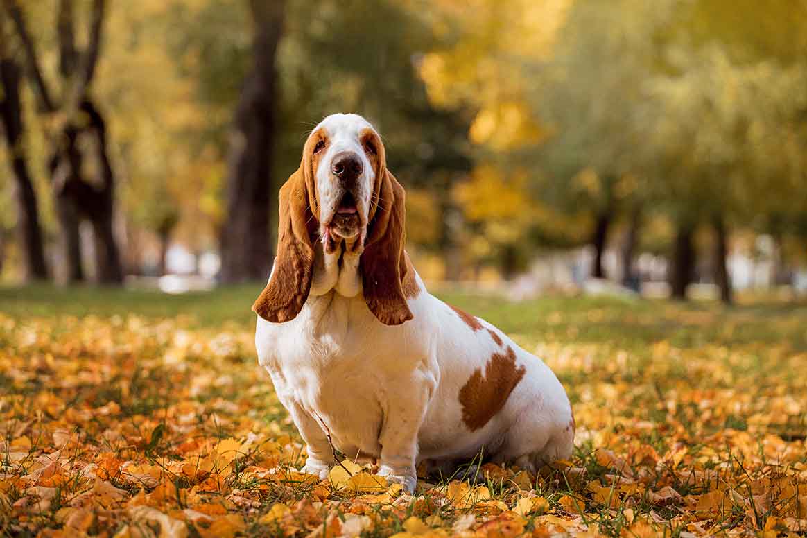 Basset Hound