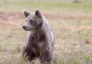 oursonne Tanie arrivée de Lettonie