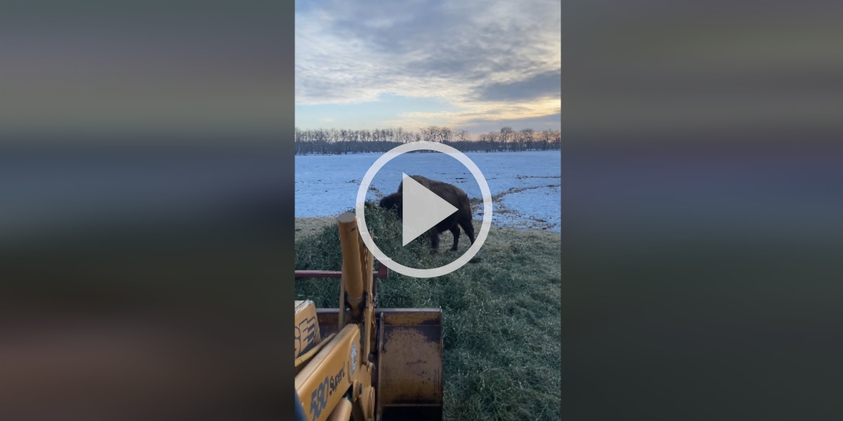 [Vidéo] Un bison décidé à ne rien lâcher face à un tractopelle