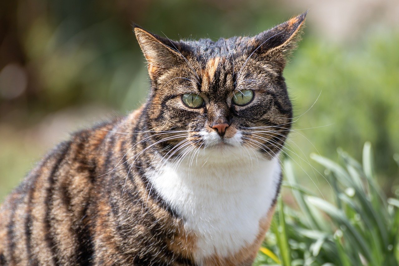 Des robots tueurs de chats vont être mis en place en Australie