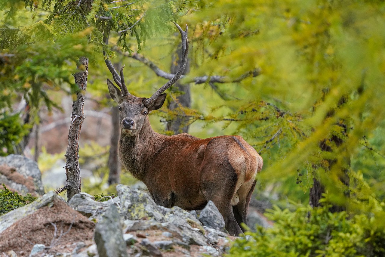 En Moselle, les chasseurs disent non aux prélèvements abusifs de cerfs