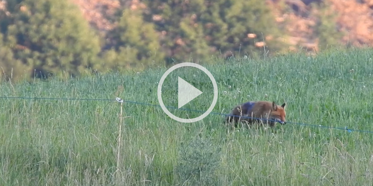 [Vidéo] Compilation chasse du brocard et du renard en région Limousine