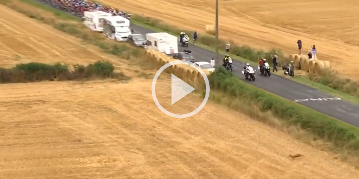 [Vidéo] Un chevreuil traverse la route juste devant les coureurs du Tour de France