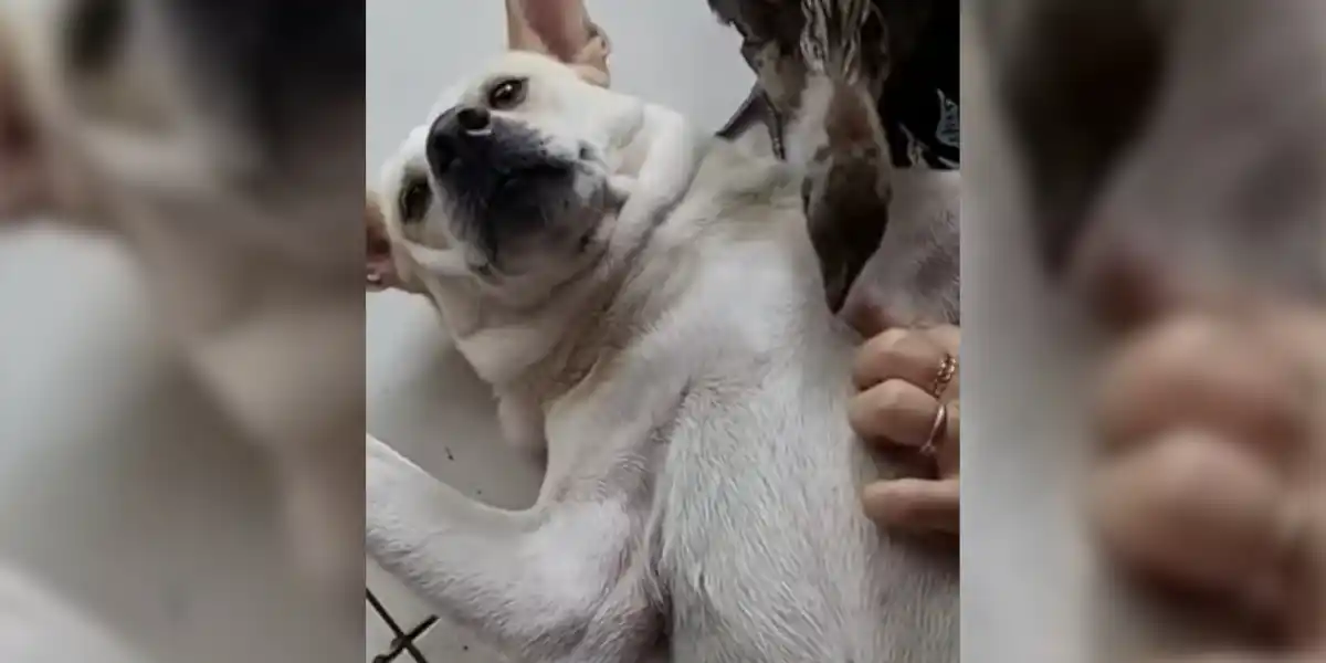 [Vidéo] Un faisan retire les tiques et les puces d&rsquo;un chien