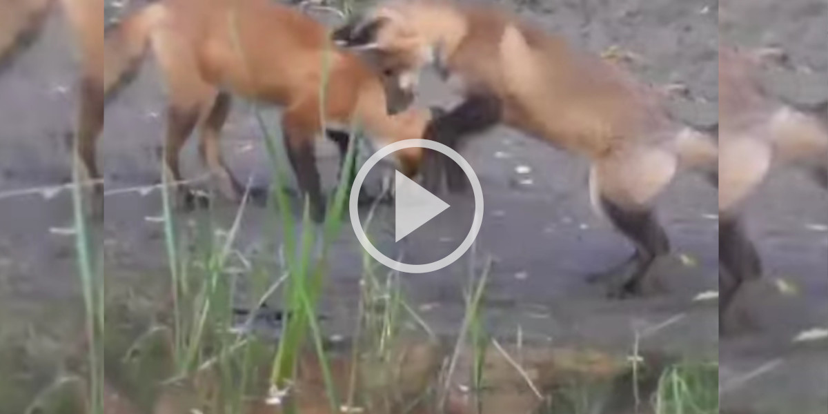 [Vidéo] De jeunes renards mulotent dans le marais et plantent leur museau dans la terre humide