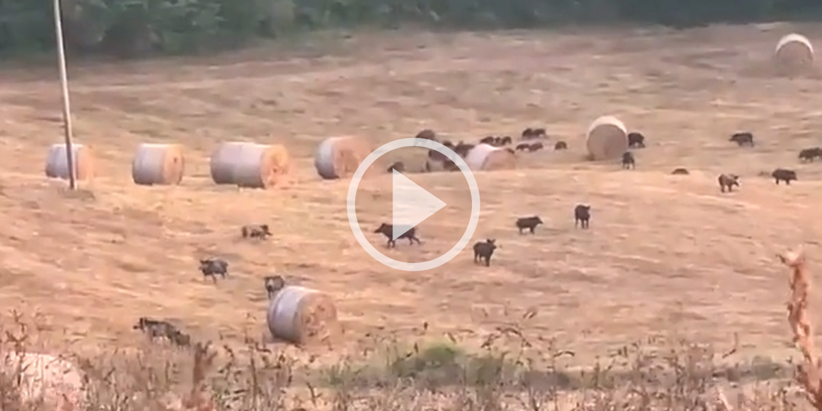 [Vidéo] Après la moisson, une belle compagnie de sangliers fait une pause entre les balles de paille