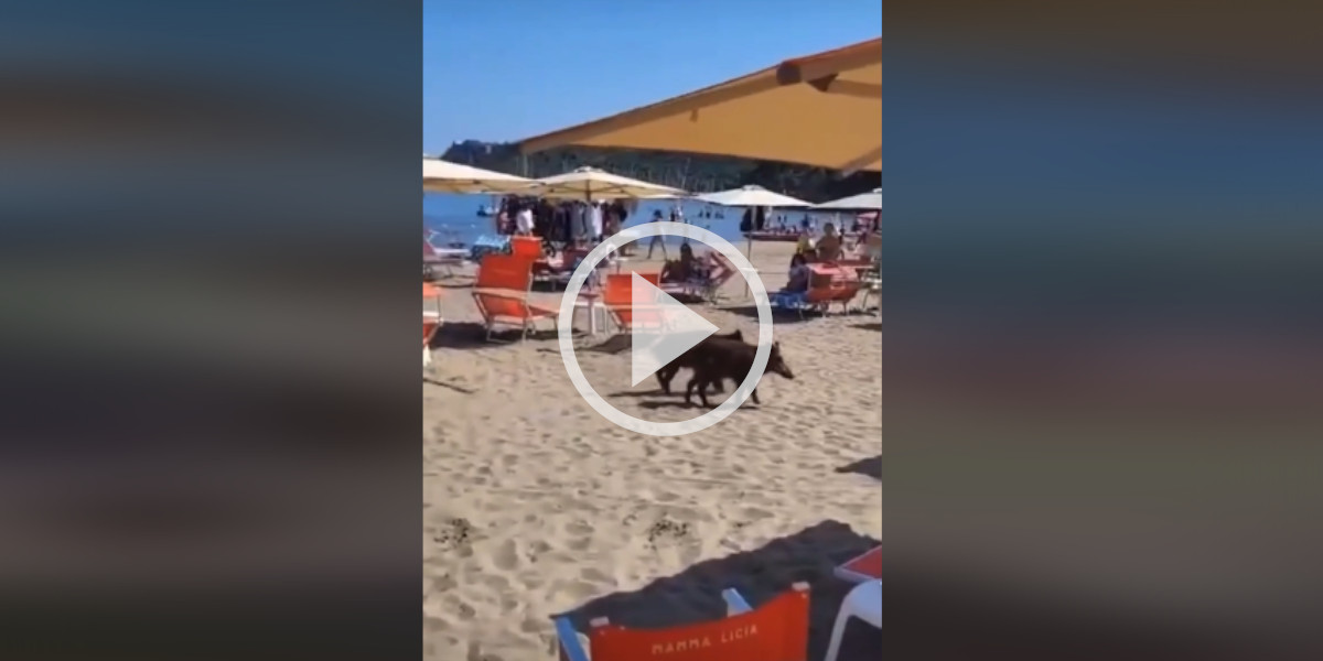 [Vidéo] Deux sangliers perdus sur une plage, au beau milieu des vacanciers