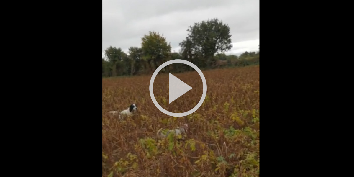 [Vidéo] Deux setters s’activent sur les traces des faisans