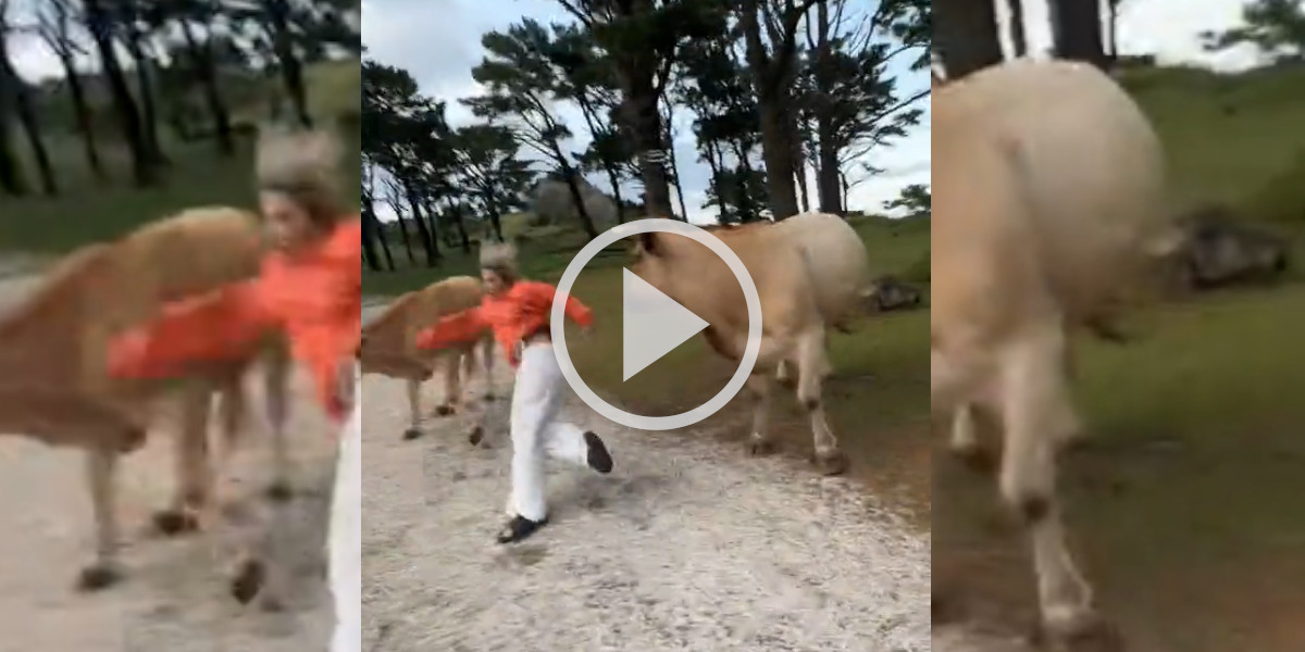 [Vidéo] Une touriste se fait vivement rappeler à l’ordre par une vache