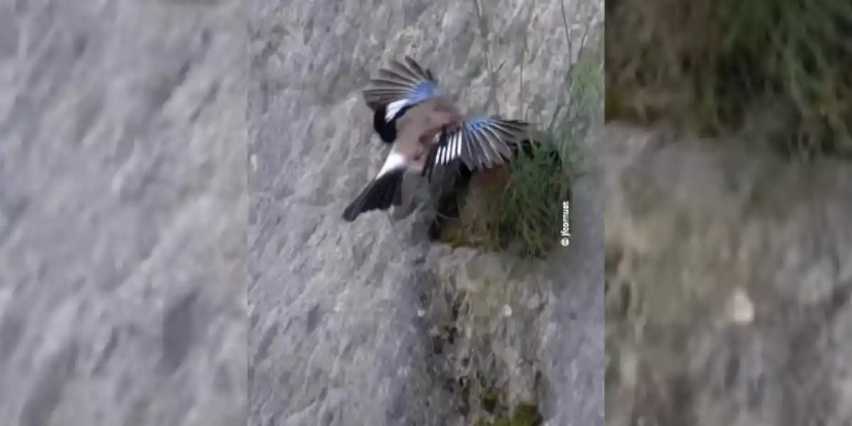 [Vidéo] Un geai s’attaque à un nid de cincles le long d’une paroi rocheuse