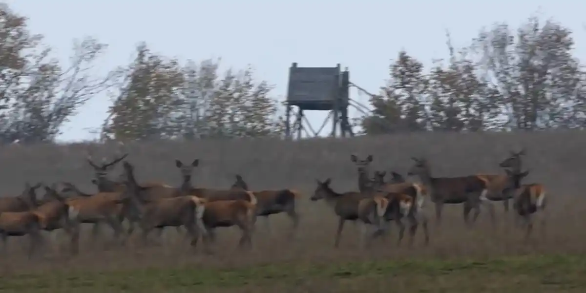 [Vidéo] Il filme une énorme harde de cervidés