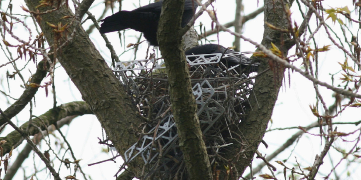 Les corvidés s’adaptent et utilisent des pics anti-pigeon pour concevoir leurs nids