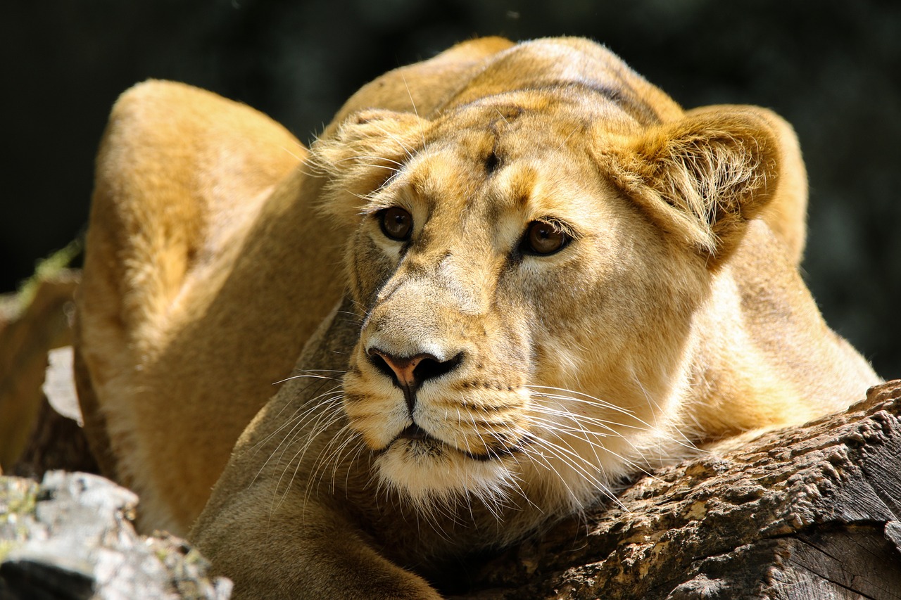 Une lionne en fuite aperçue en train de dévorer un sanglier au sud de Berlin