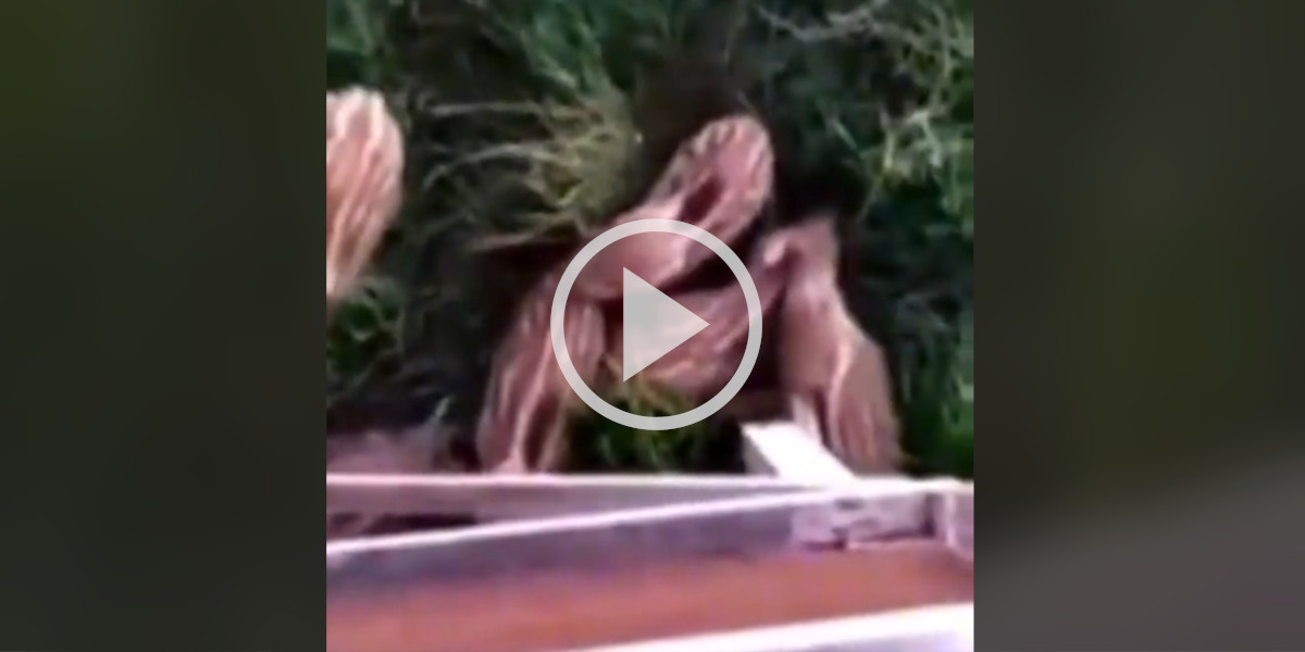 [Vidéo] Des marcassins viennent se gratter le dos sur le pied d’un mirador