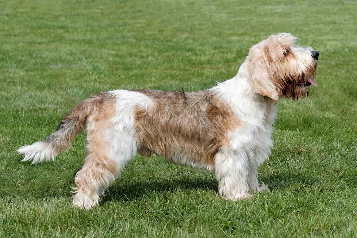 Petit Basset Griffon Vendeen