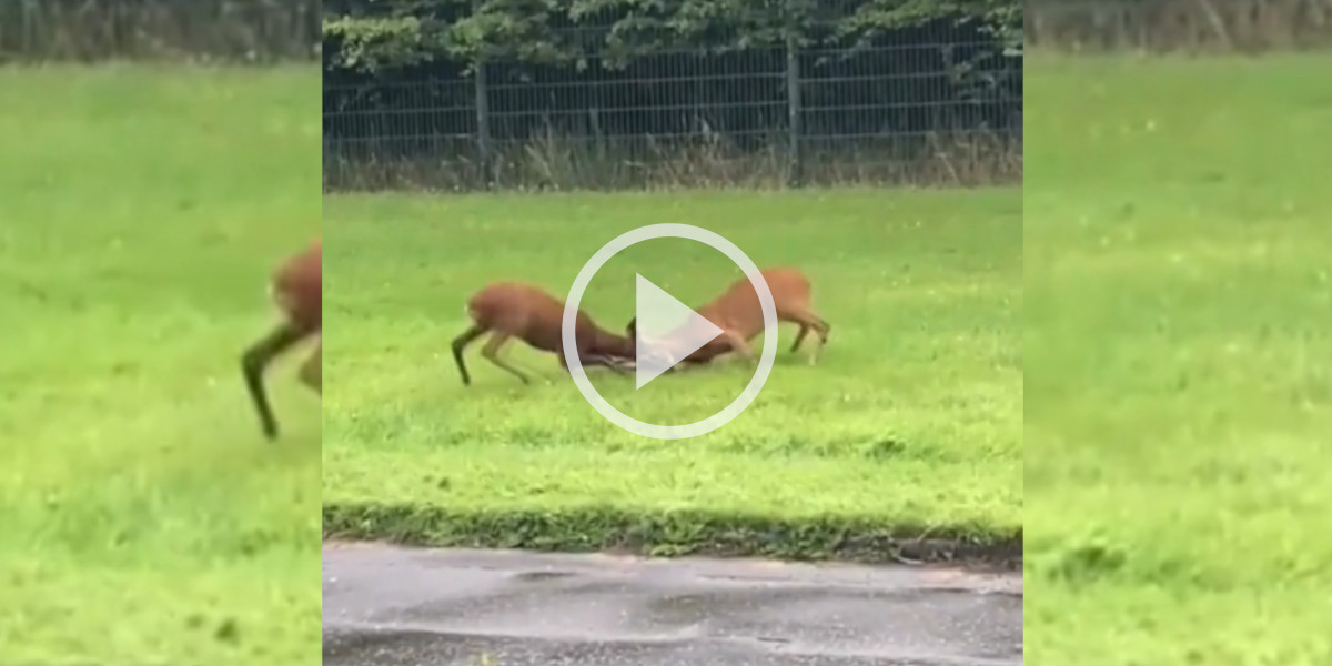 [Vidéo] Deux brocards s’affrontent au bord d’une route