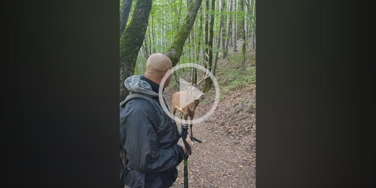 [Vidéo] Un cerf vient à la rencontre de promeneurs sur un chemin forestier