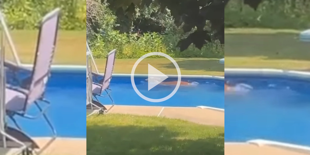 [Vidéo] Un cervidé saute dans une piscine après avoir saccagé une maison