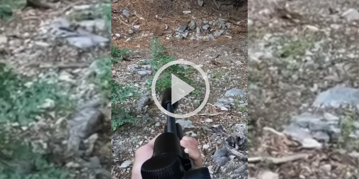 [Vidéo] Un marcassin déboule juste devant ce chasseur posté qui va devoir faire un choix