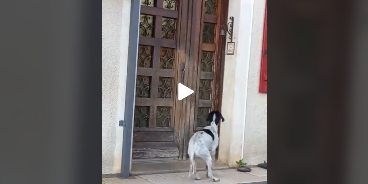 [Vidéo] Un chien de chasse bien malin a trouvé le système pour se faire ouvrir la porte