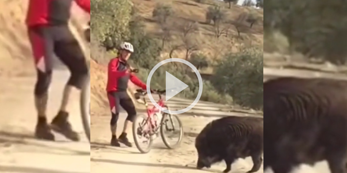 [Vidéo] Un cycliste pas très rassuré s’arrête pour filmer un gros sanglier