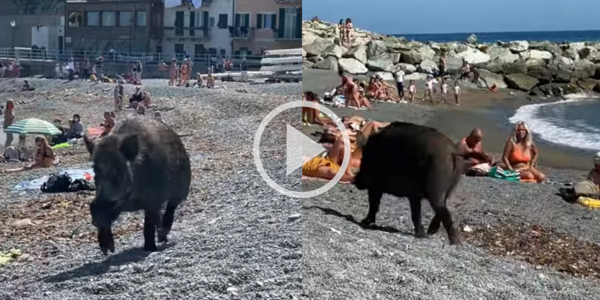 [Vidéo] Un gros sanglier surprend des vacanciers sur une plage italienne
