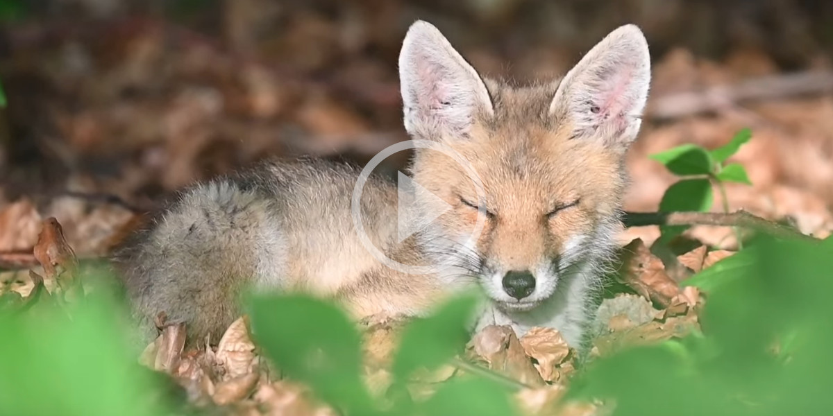 [Vidéo] Un jeune renard surpris en pleine sieste dans la forêt