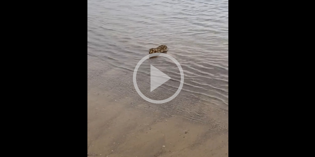 [Vidéo] Surpris en pleine baignade, un lièvre tente de se gîter dans l’eau de mer