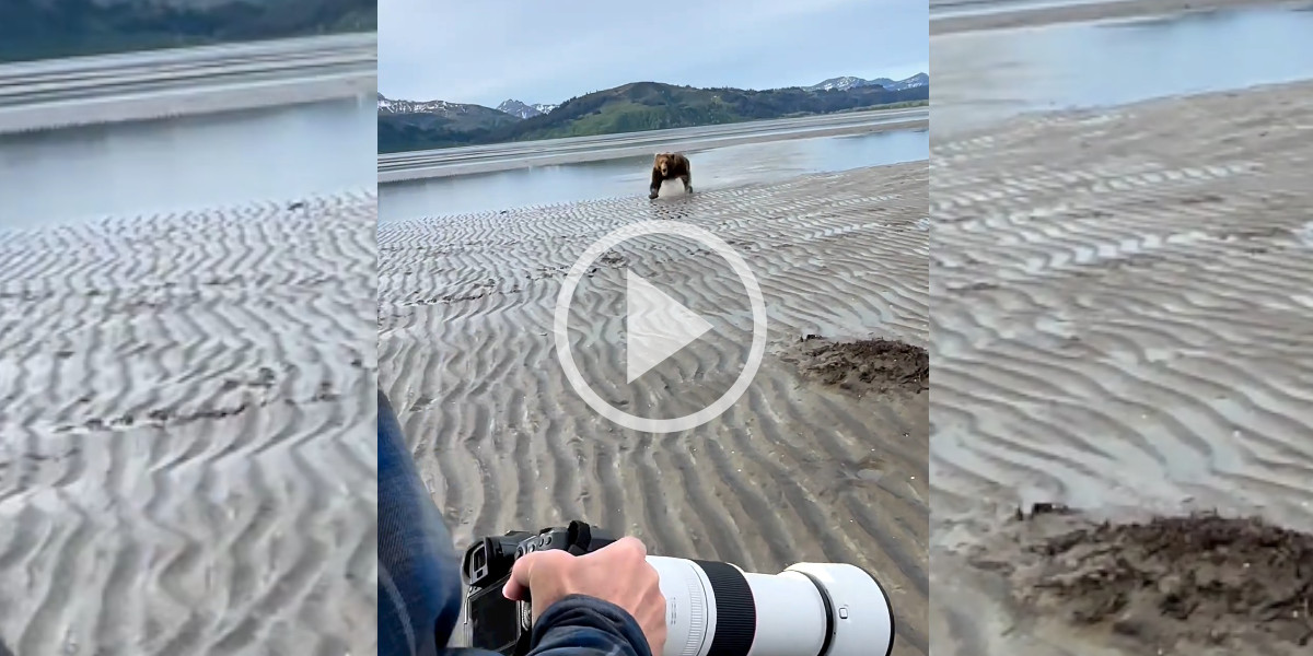 [Vidéo] Un ours fonce sur des photographes et leur réaction est stupéfiante