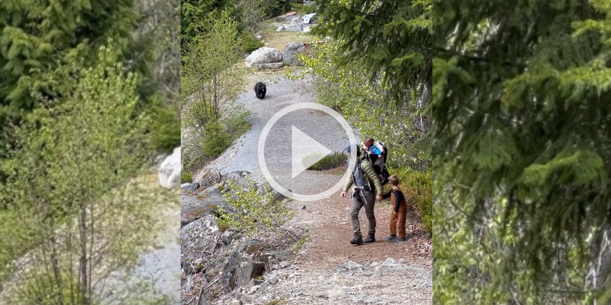 [Vidéo] Un couple et leurs deux enfants poursuivis par un ours en pleine randonée