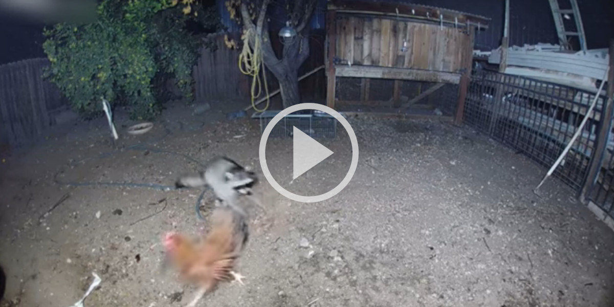[Vidéo] Attaque de raton laveur dans un poulailler