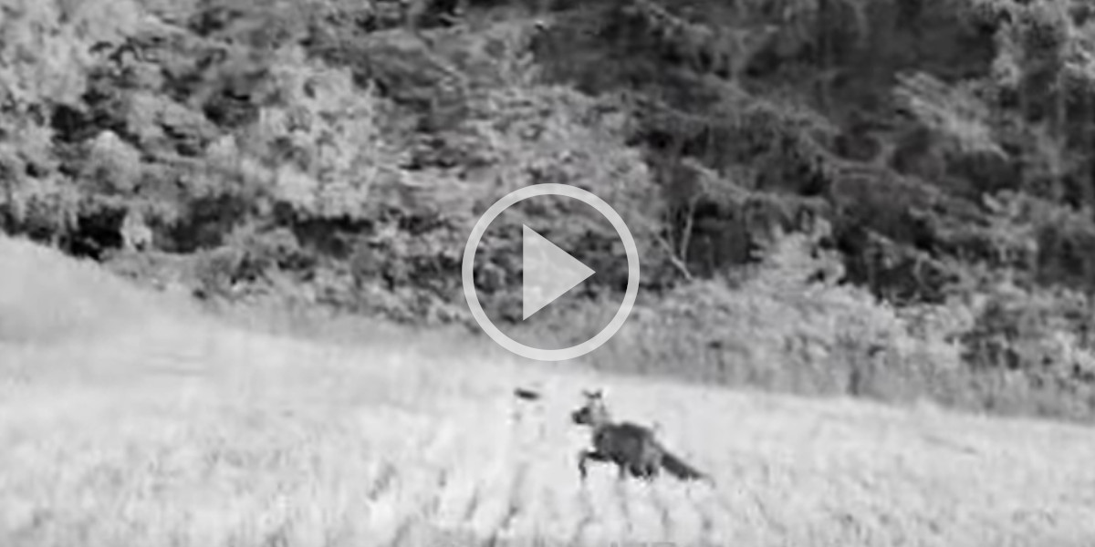 [Vidéo] Un renard qui mulotte et s’amuse observé en vision nocturne