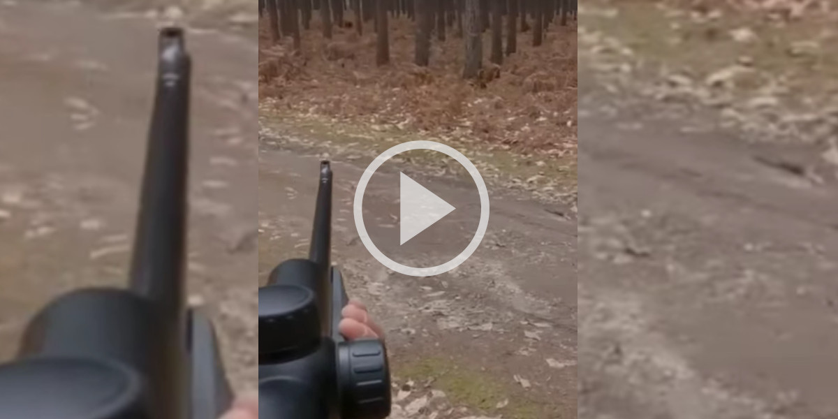 [Vidéo] En pleine chasse, un sanglier audacieux s’offre une petite halte juste devant un posté