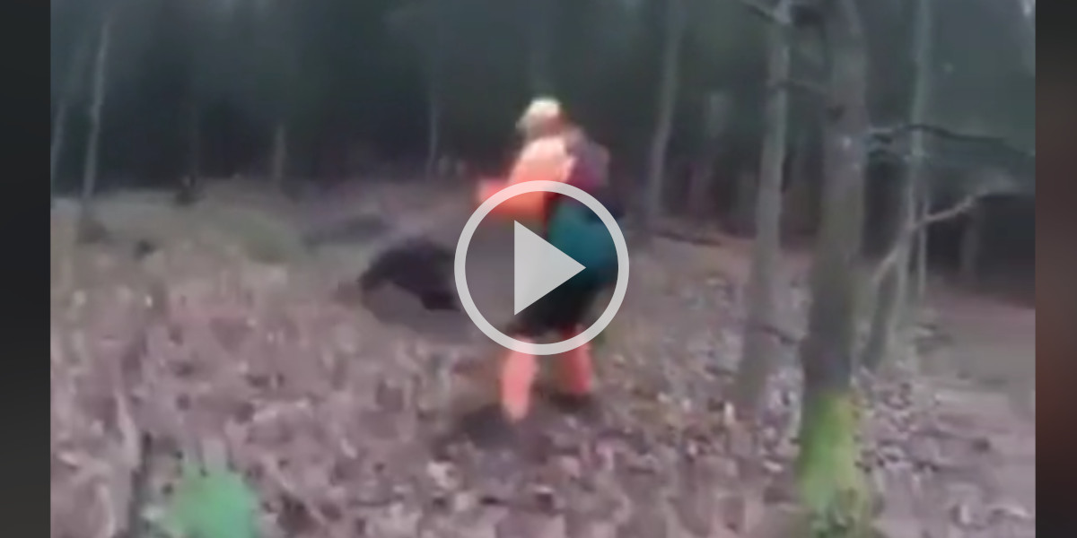 [Vidéo] Un sanglier charge un traqueur et termine sa course dans un arbre